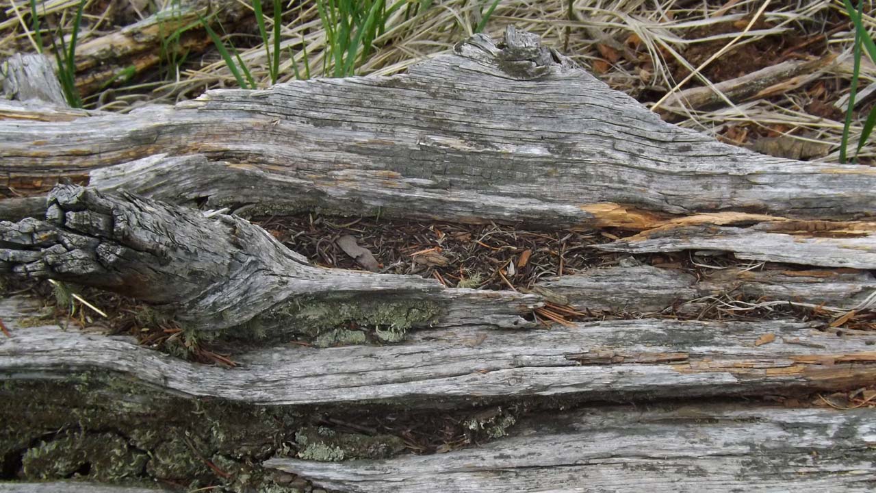weathered log