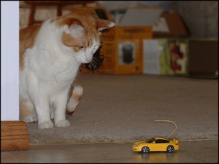 Joey investigates the strange mouse